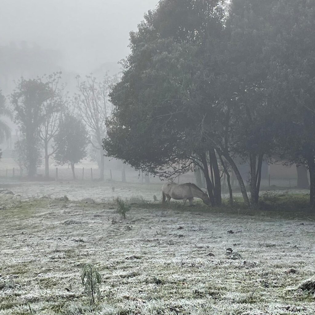 Vale dos Vinhedos coberto pela geada na última semana. Foto: Diogo Zanetti/SERRANOSSA