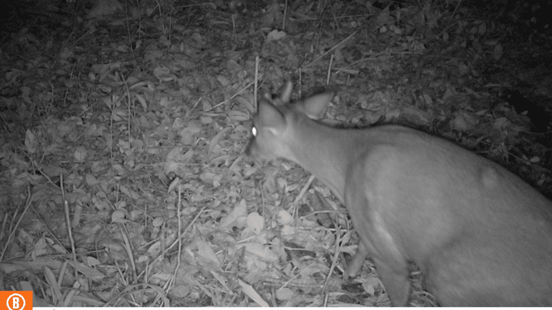 Dia Mundial dos Animais: câmeras na Serra Gaúcha registram a vida de animais silvestres